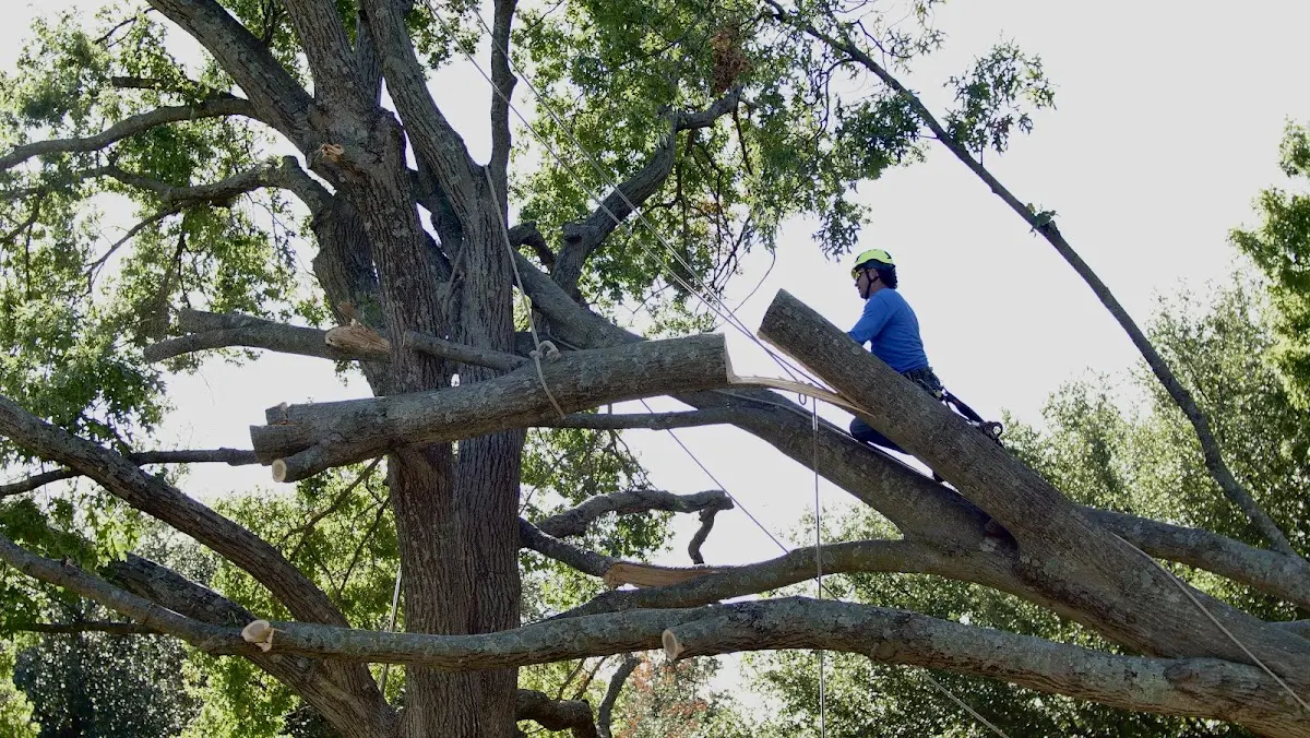 Professional Crown Thinning performed by certified arborists in Bond