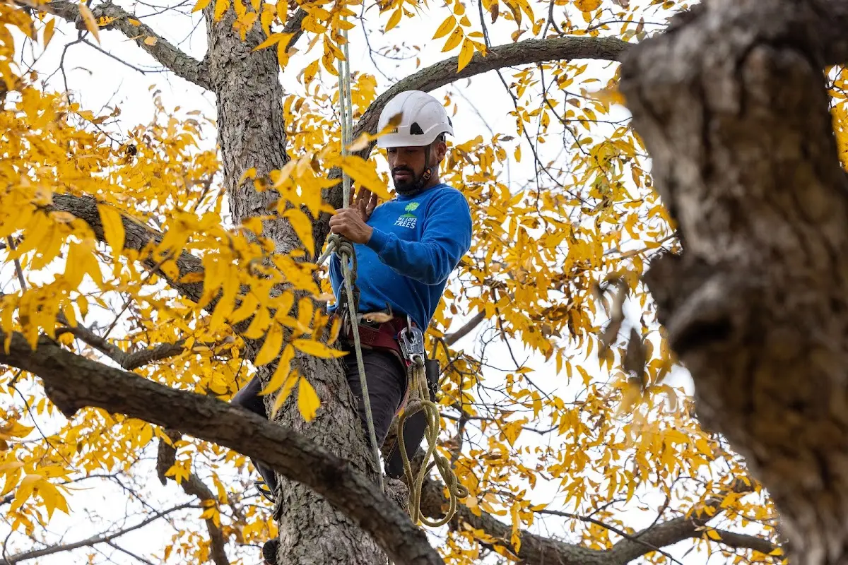 Skilled Storm Damage Cleanup crew working in Bond